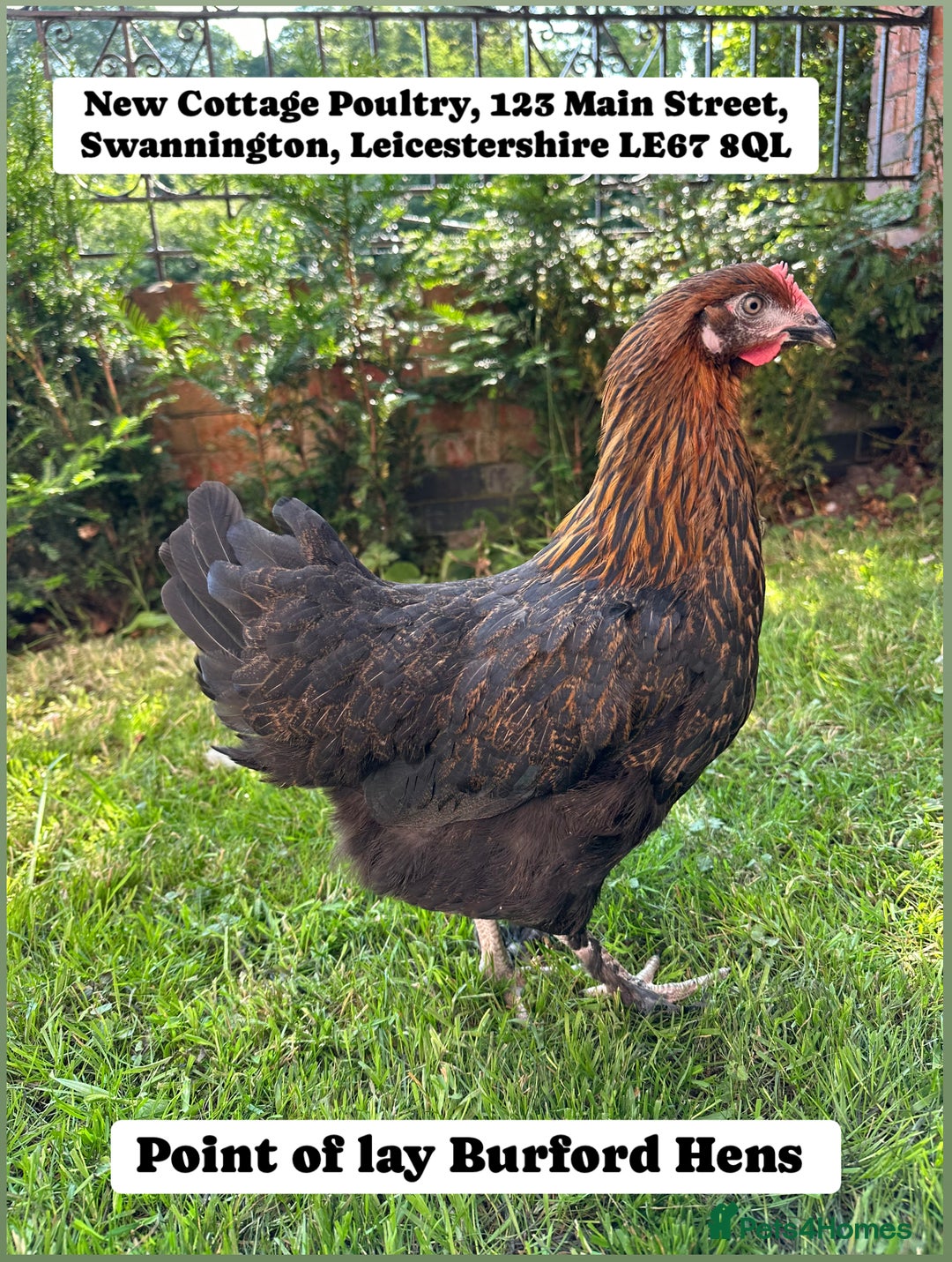 Chickens poultry for sale: Burford Hens at point of lay  - Image 1