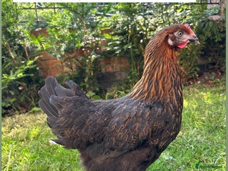 Chickens poultry - Advert 21