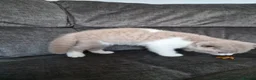 British Shorthair cats for sale: Full Pedigree Lilac/White British S/H Boy TICA Reg - Advert 8