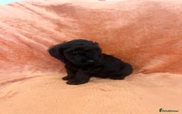 Cockapoo dogs for sale: F1b toy cockapoo puppies for sale 6 left  - Advert 3