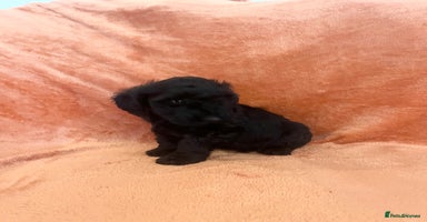 Cockapoo dogs - Advert 5