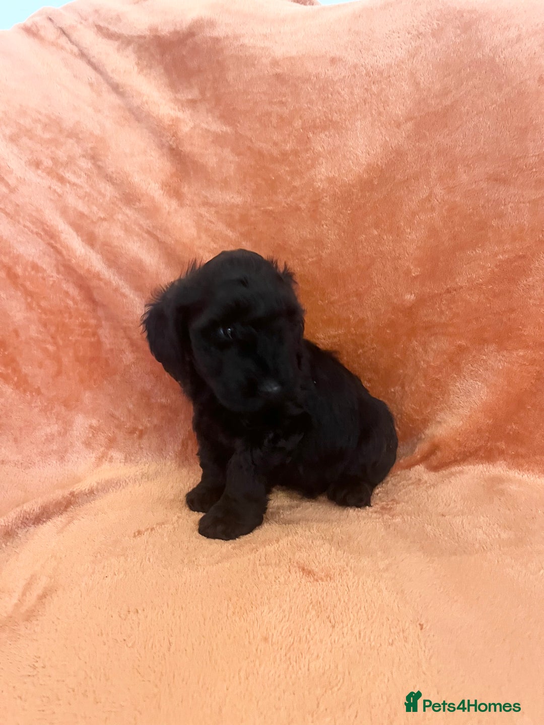 Cockapoo dogs for sale: F1b toy cockapoo puppies for sale 6 left  - Advert 3