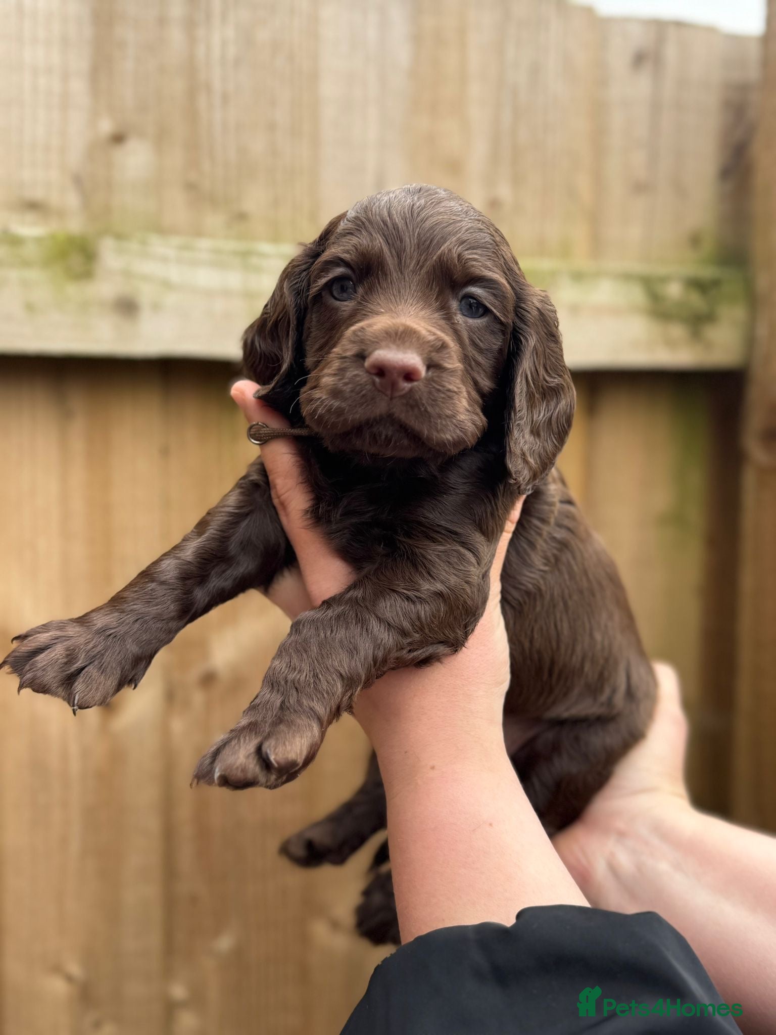 Cocker Spaniel dogs Working cocker spaniel puppies - Advert 6