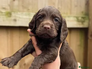 Cocker Spaniel dogs Working cocker spaniel puppies - Advert 6