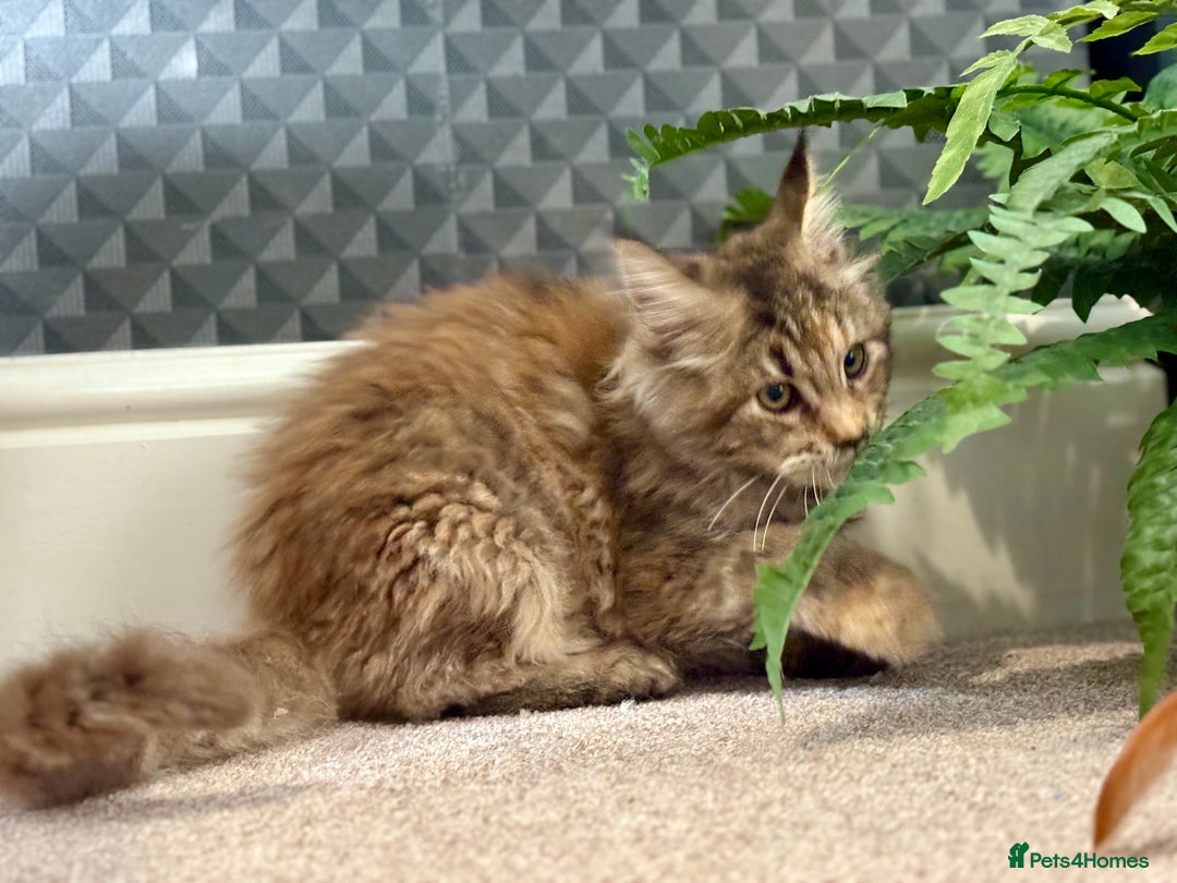 Maine Coon cats for sale: Beautiful Maine Coon Female - Advert 6