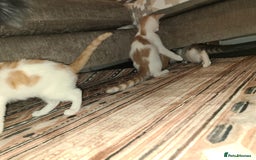 Mixed Breed cats for sale: Kittens  - Image 2