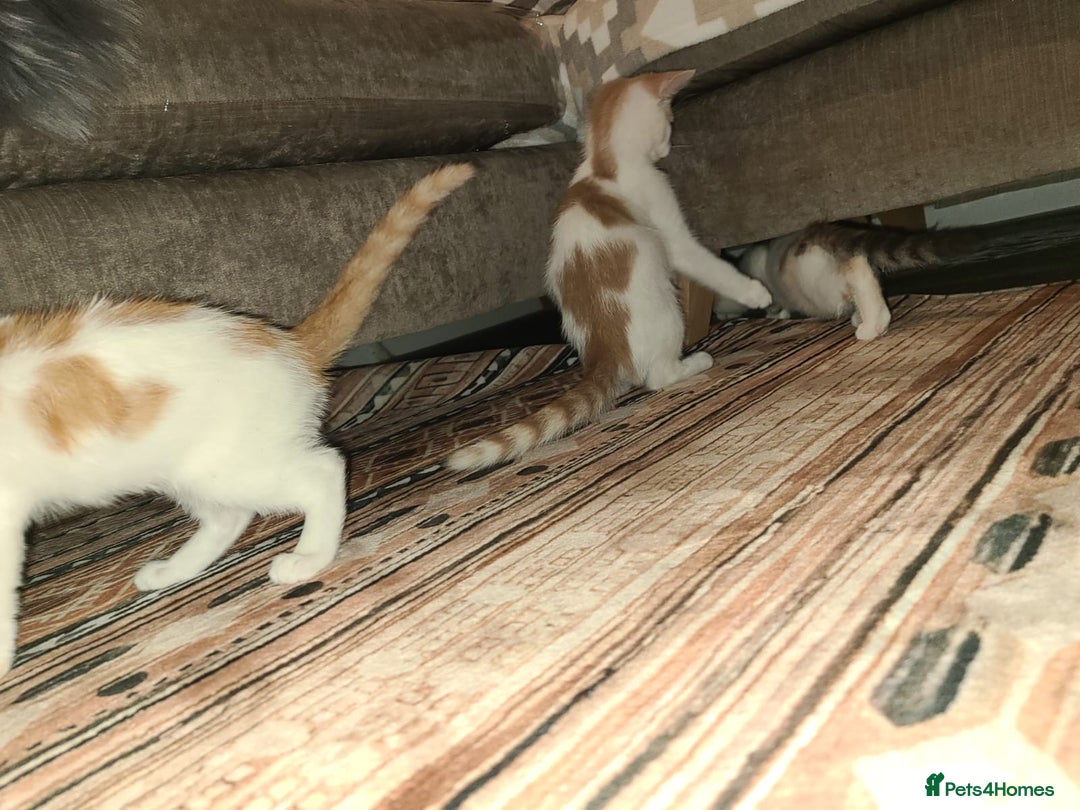 Mixed Breed cats for sale: Kittens  - Image 2