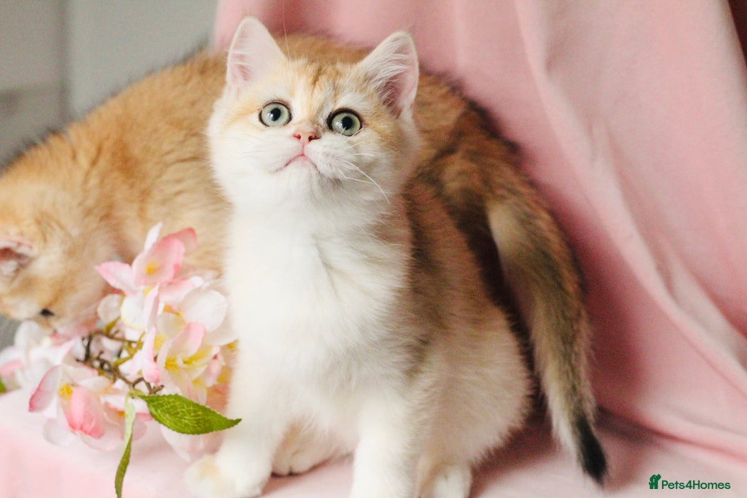 British Shorthair cats for sale: Champions lines Golden Chinchilla ny12 boys - Advert 9