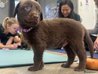 Mixed Breed dogs Beautiful Puppies – Few Left! - Advert 9