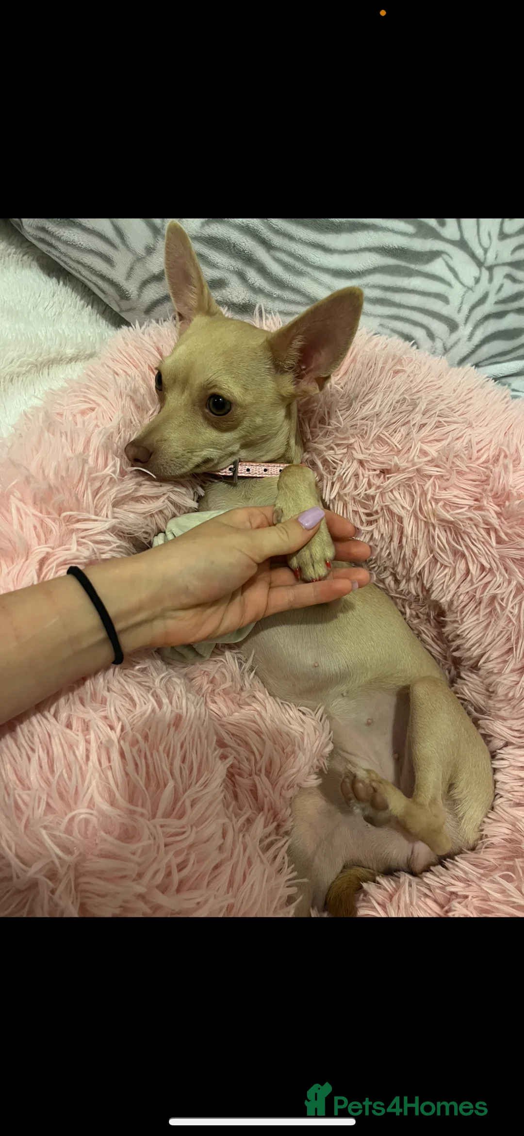 Chihuahua dogs for sale: Fluffy chihuahua girl 8 weeks old  - Advert 10