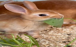 Rex rabbits for sale: 2 show quality beautiful mini Rex orange bucks - Image 1