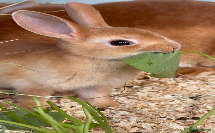 Rex rabbits - Advert 1
