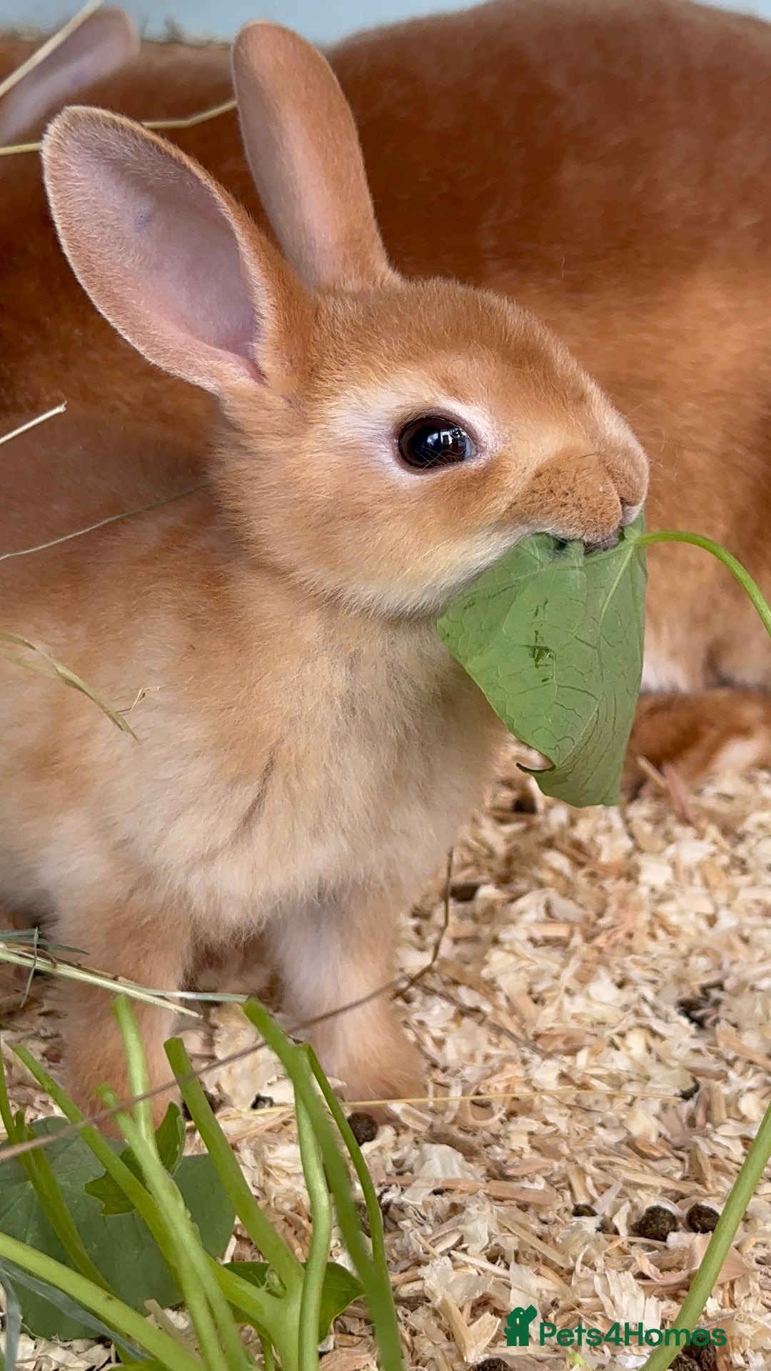 Rex rabbits for sale: 2 show quality beautiful mini Rex orange bucks - Image 1