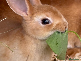 Rex rabbits - Advert 3