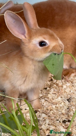 Rex rabbits - Advert 4
