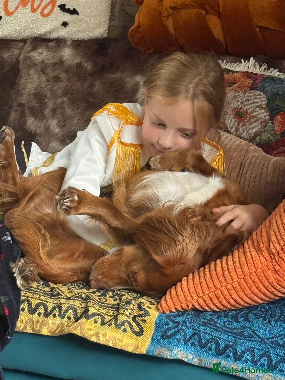 Cocker Spaniel dogs for sale: Male cocker spaniel 2 years old in Durham - Advert 2