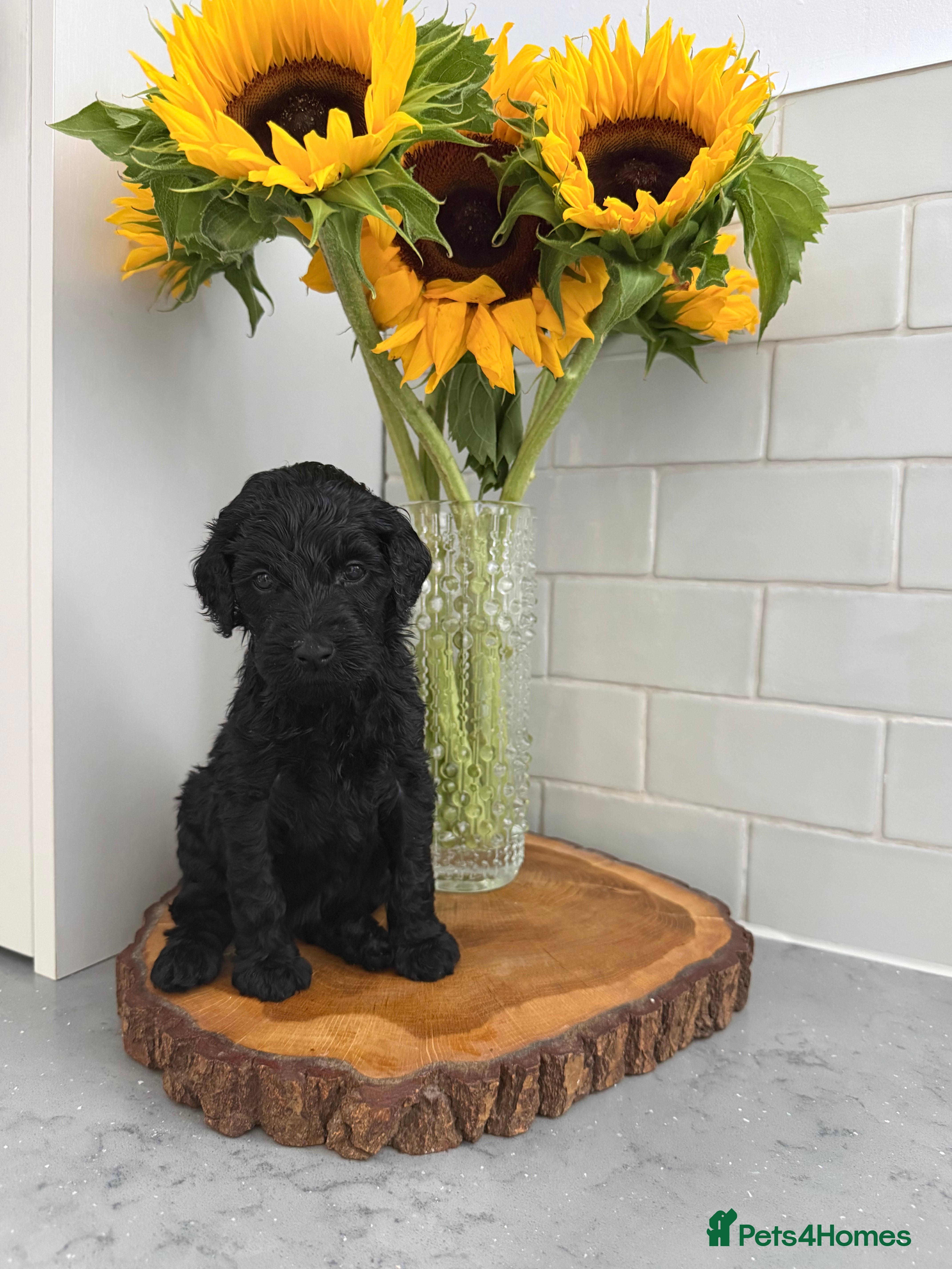 Labradoodle dogs 🌈 THERAPY/ASSISTANCE PUPS🌈PROVEN🌈 - Advert 2