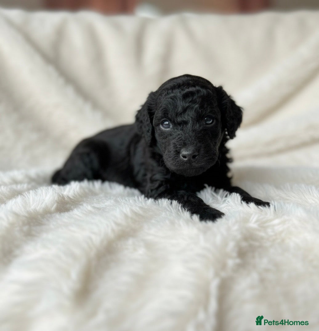 Cockapoo dogs Adorable Cockapoos For Forever Homes - Advert 18