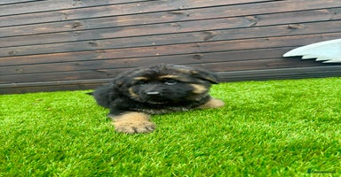 German Shepherd dogs - Advert 10