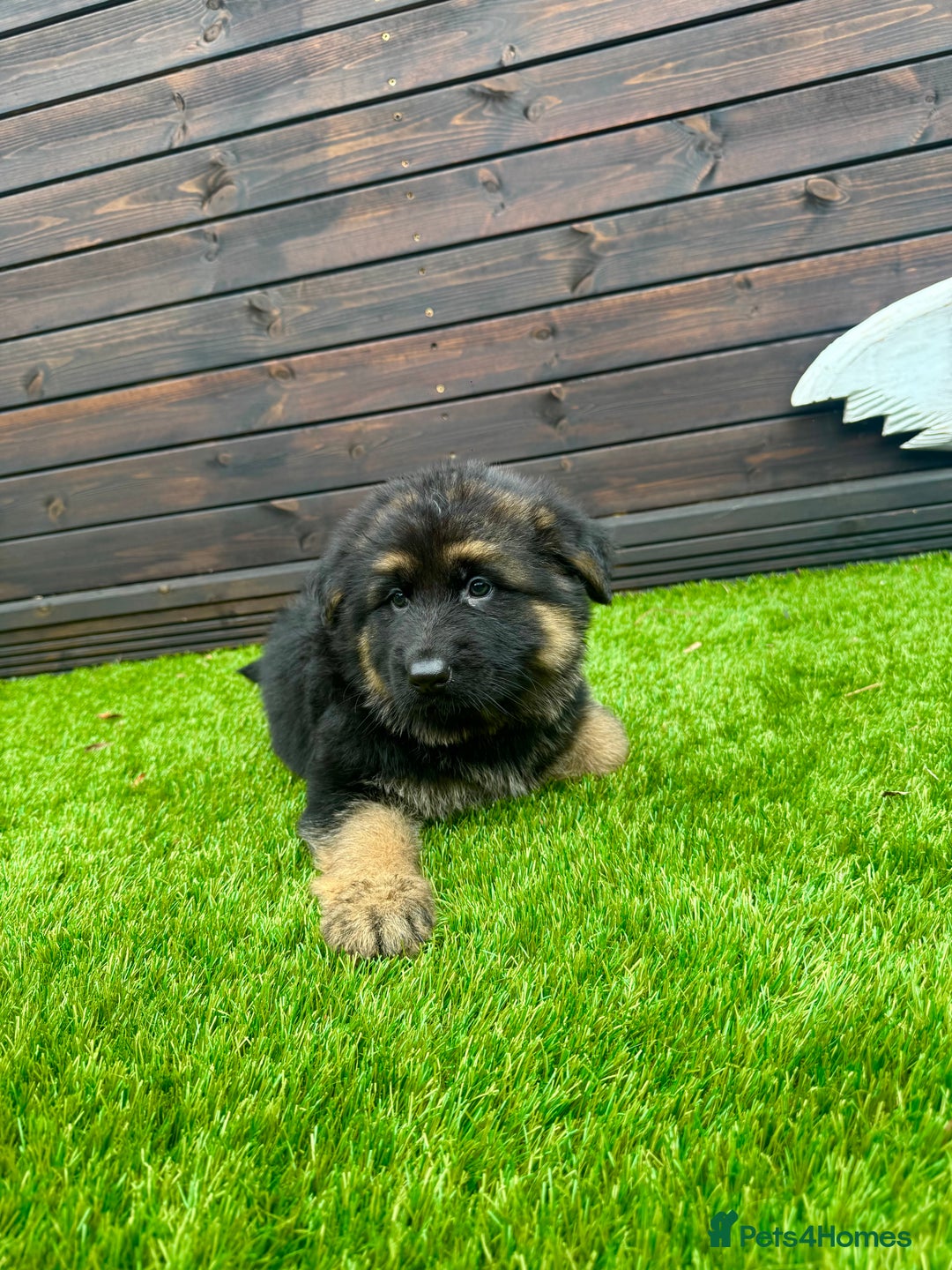 German Shepherd dogs for sale: Long haired German Shepherd puppies - Image 2