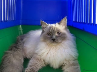 Ragdoll cats - Advert 3