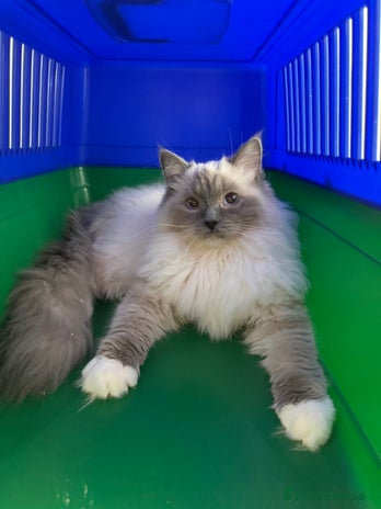 Ragdoll cats - Advert 11