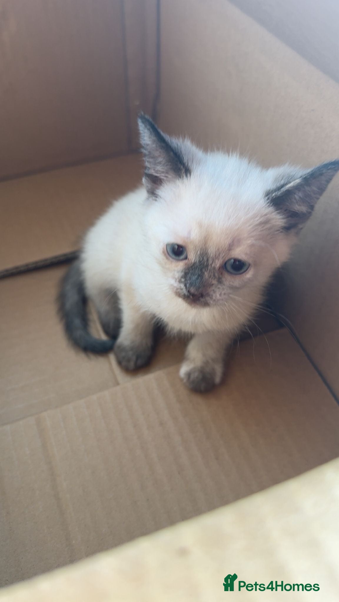 Mixed Breed cats Ragdoll x siamese - Advert 1