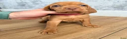 Hungarian Vizsla dogs for sale: Short haired Hungarian Viszla - Advert 17