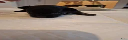 Chihuahua dogs for sale: Little puppy - Advert 5