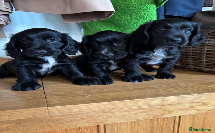 Cocker Spaniel dogs - Advert 7