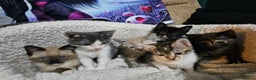 Mixed Breed cats for sale: Adorable kittens for sale - Advert 1