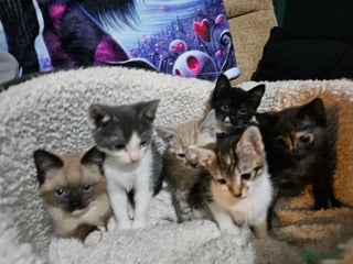 Mixed Breed cats Adorable kittens for sale - Advert 2