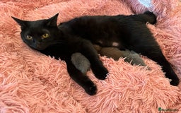 British Shorthair cats for sale: British shorthair kitten and mother  - Image 3
