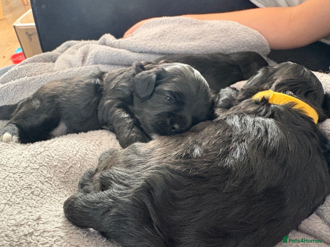 Shihpoo dogs for sale: Shipoo puppies, only 2 boys left  - Image 5