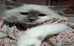 Ragcoon cats for sale: Beautiful Colourpoint Tortie Female Ragdoll Kitten - Image 11