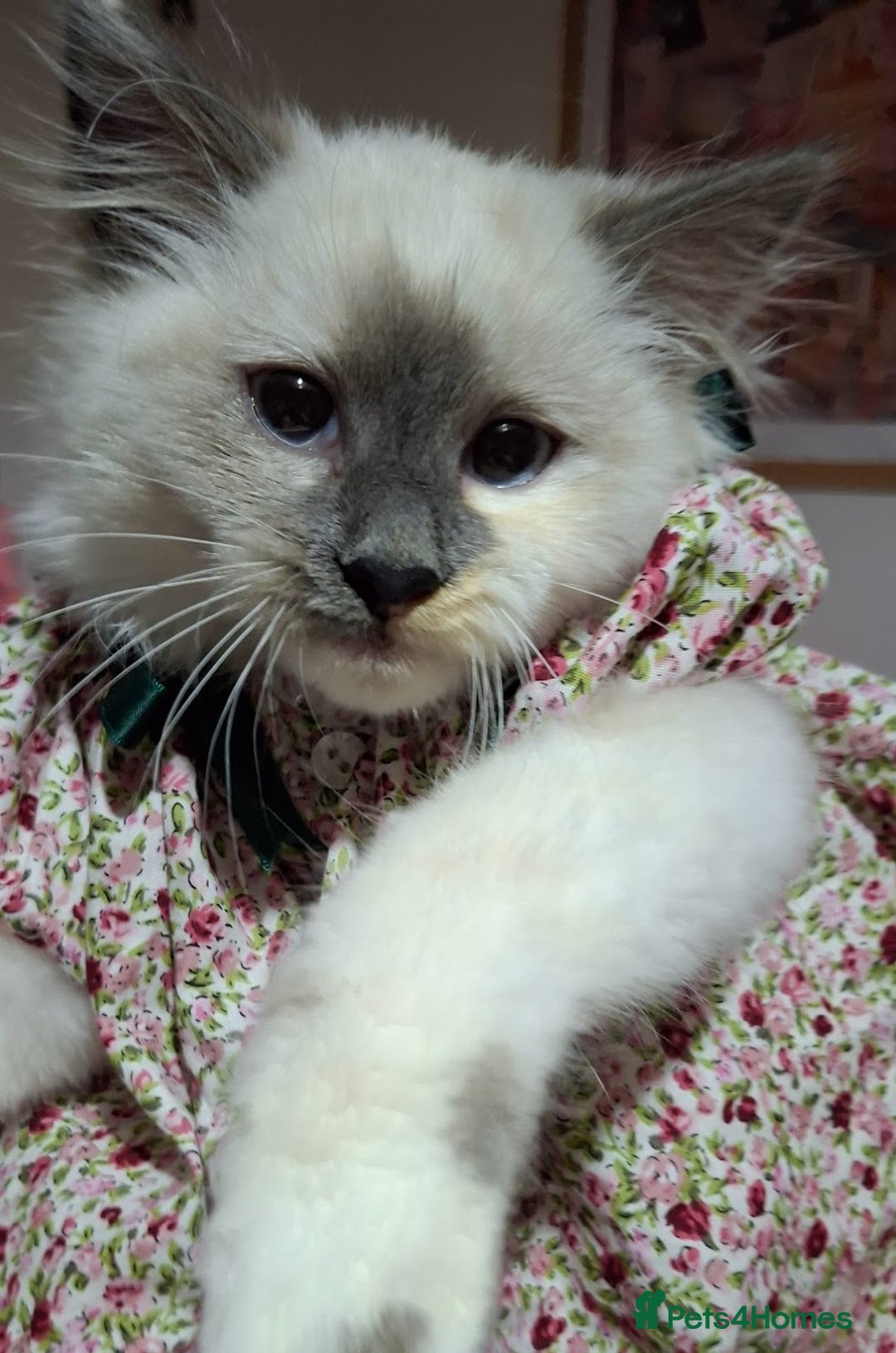 Ragcoon cats for sale: Beautiful Colourpoint Tortie Female Ragdoll Kitten - Image 11