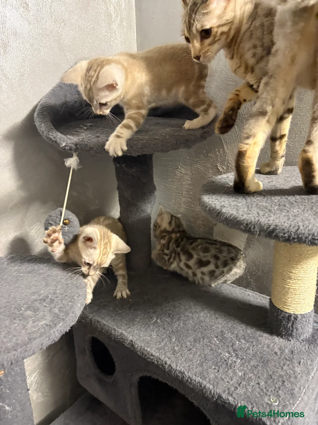 Bengal cats for sale: Bengal tiger kittens  - Advert 25