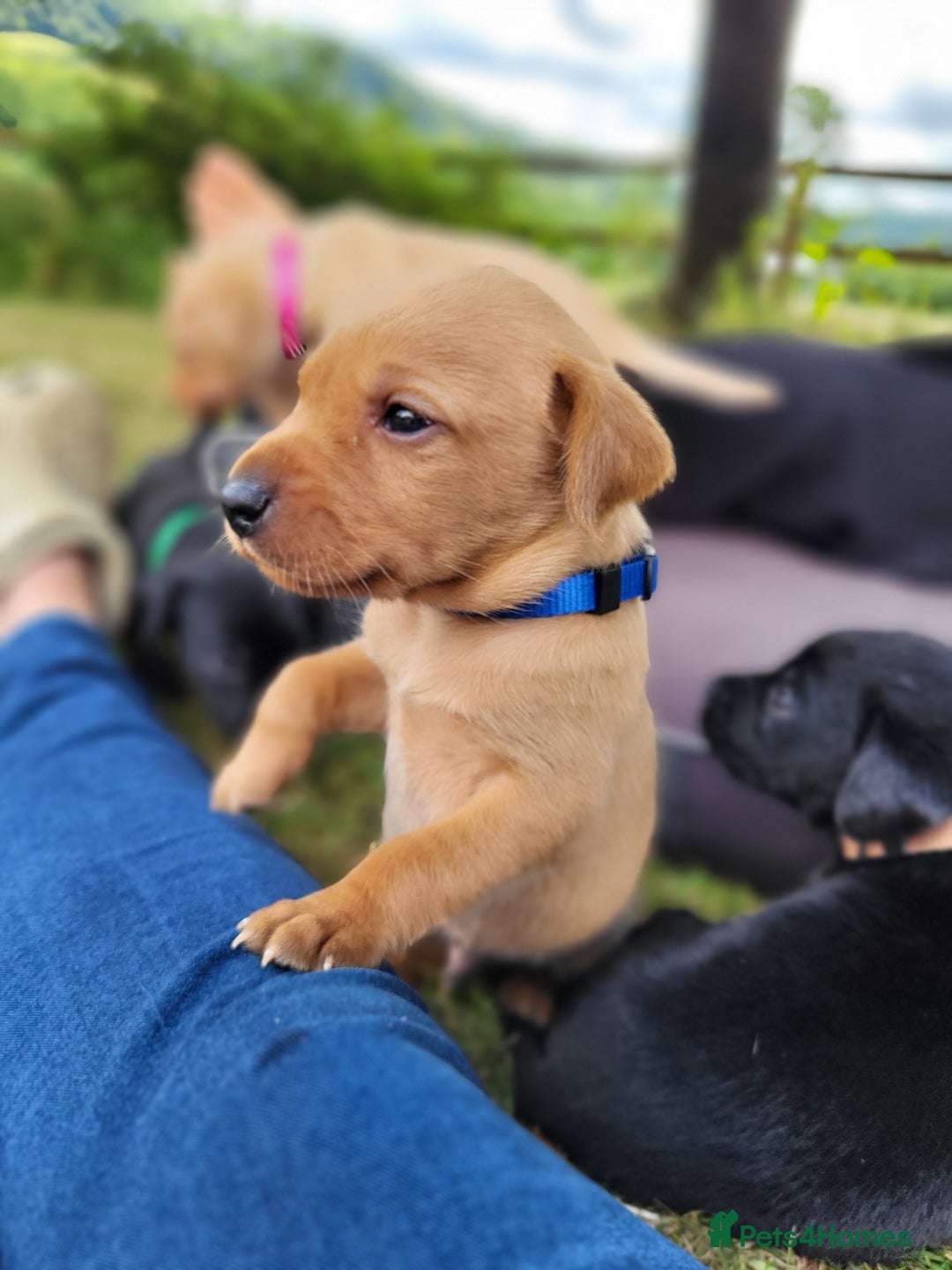 Labrador Retriever dogs for sale: Kc labrador puppies  - Image 9