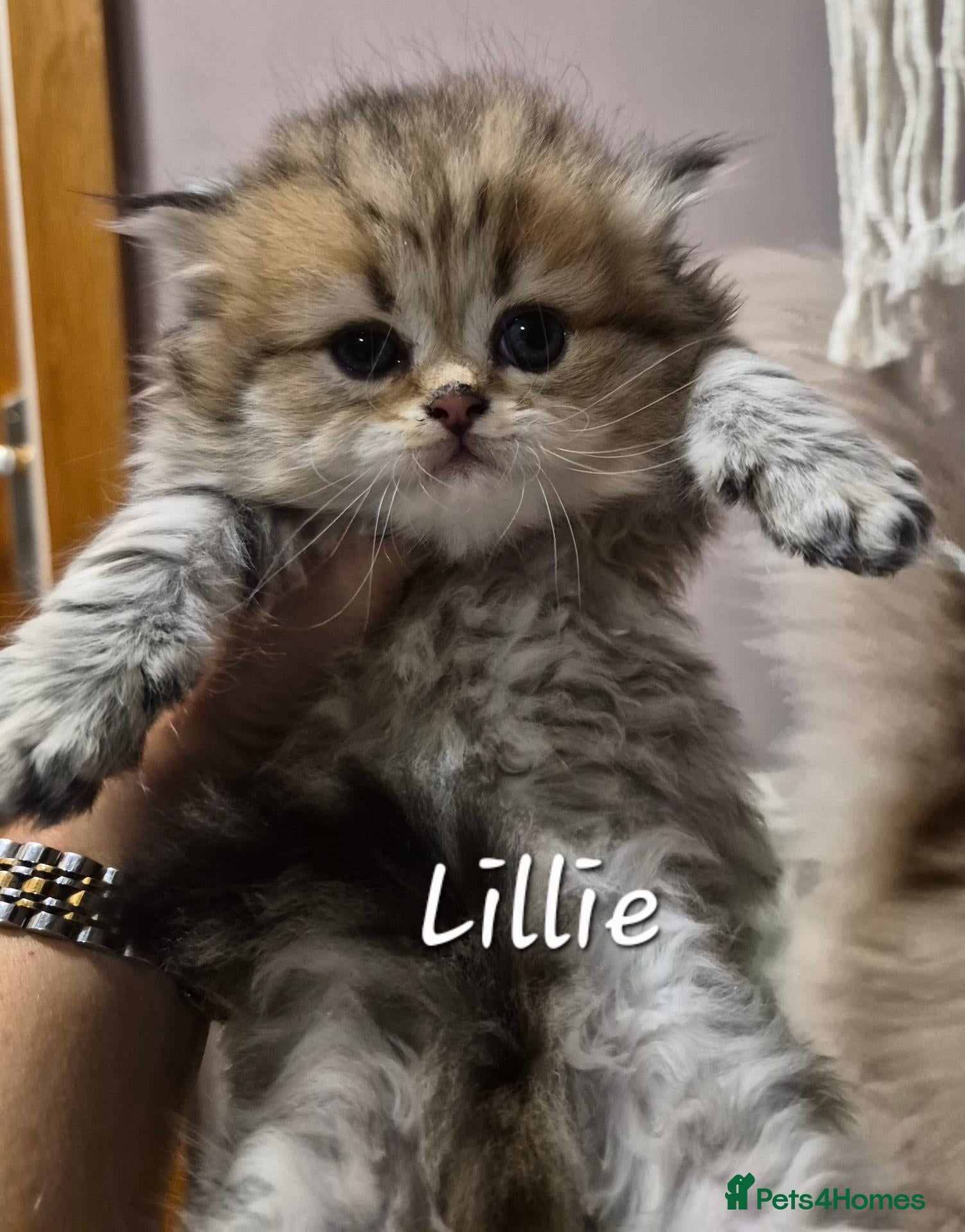 British Longhair cats Black Golden Registered  - Advert 13