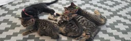 Mixed Breed cats for sale: Stunning mixed Bengal breed in Ilford - Advert 5