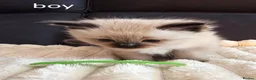Ragdoll cats for sale: Ragdoll Kittens for sale - Advert 5
