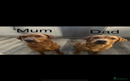 Labrador Retriever dogs for sale: 10 Beautiful Fox Red Labrador Puppies - Image 2