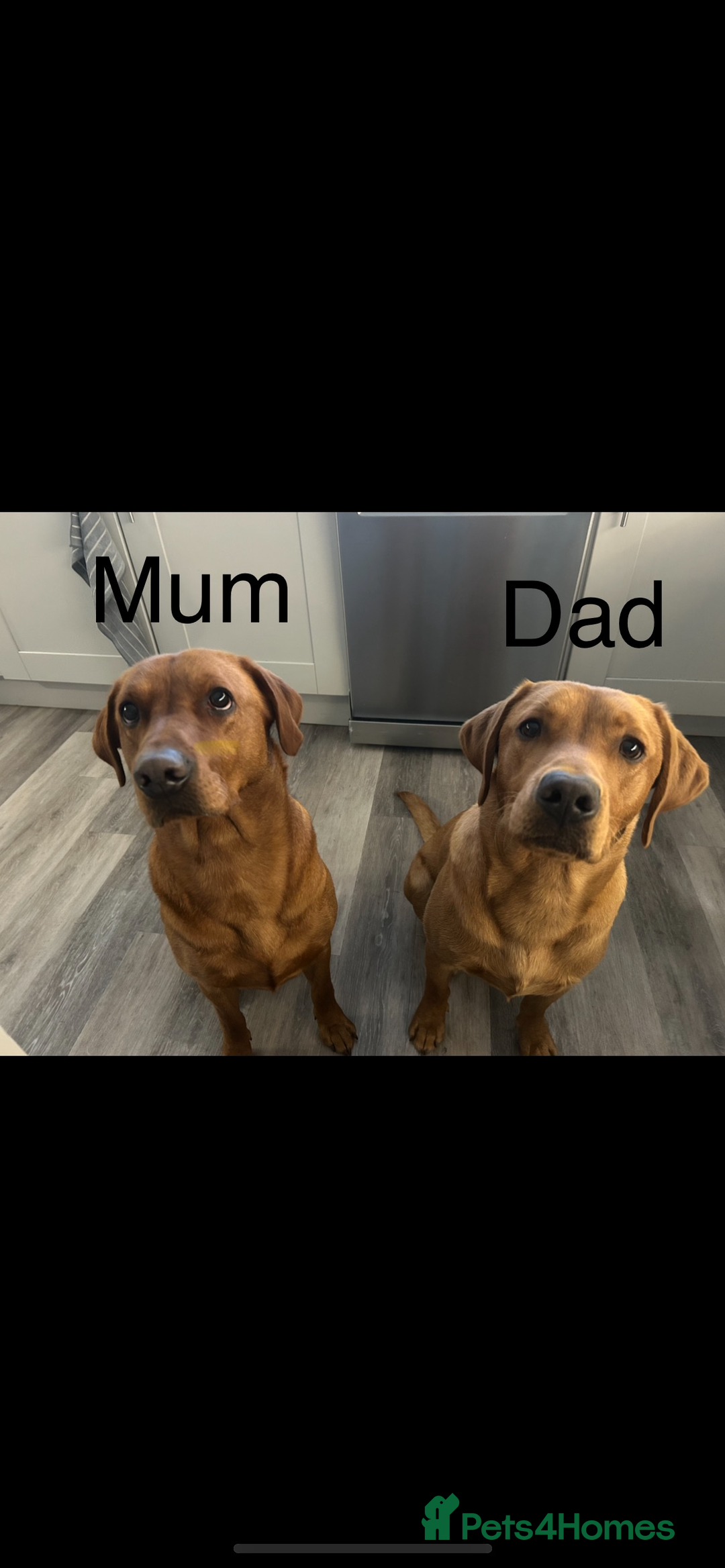 Labrador Retriever dogs for sale: 10 Beautiful Fox Red Labrador Puppies - Image 2