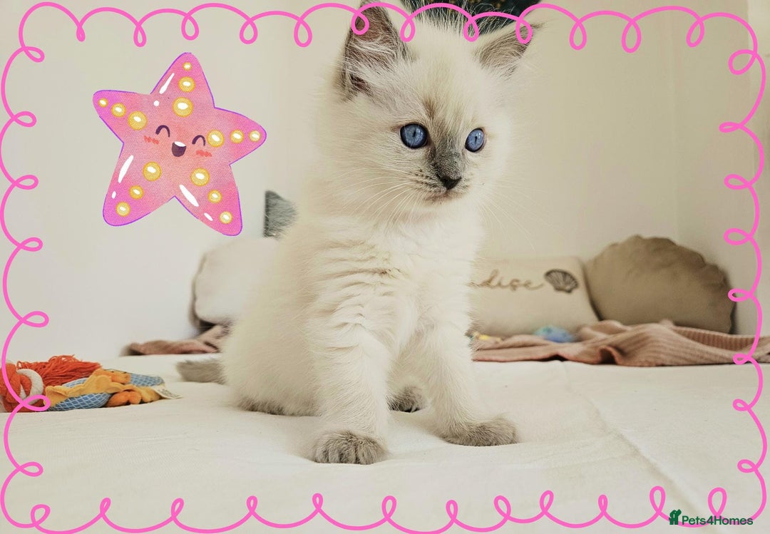 Ragdoll cats for sale: Top-Quality Pedigree Ragdoll Kittens - 3 AVAILABLE - Image 7