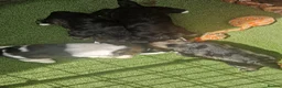 Miniature Schnauzer dogs for sale: Miniature schnauzer puppies  - Advert 5