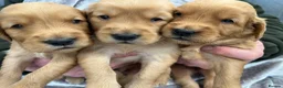Golden Retriever dogs for sale: Dark Golden KC registered Golden retrievers - Advert 28