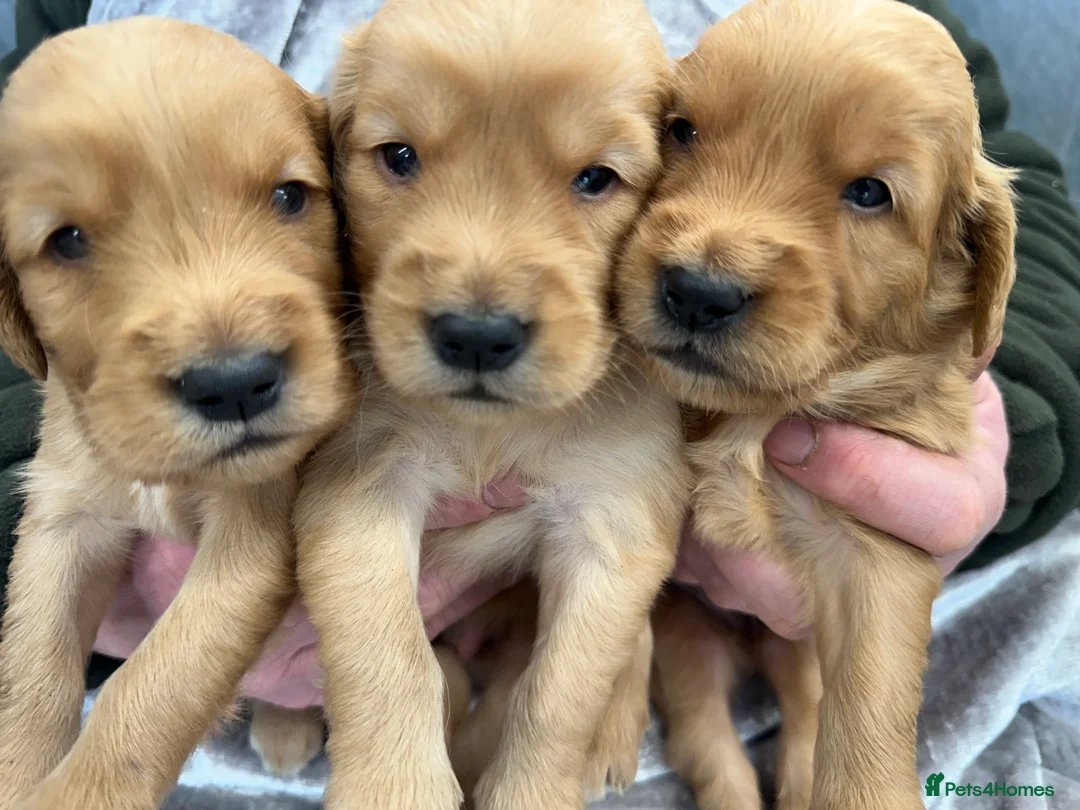 Golden Retriever dogs for sale: Dark Golden KC registered Golden retrievers - Advert 28