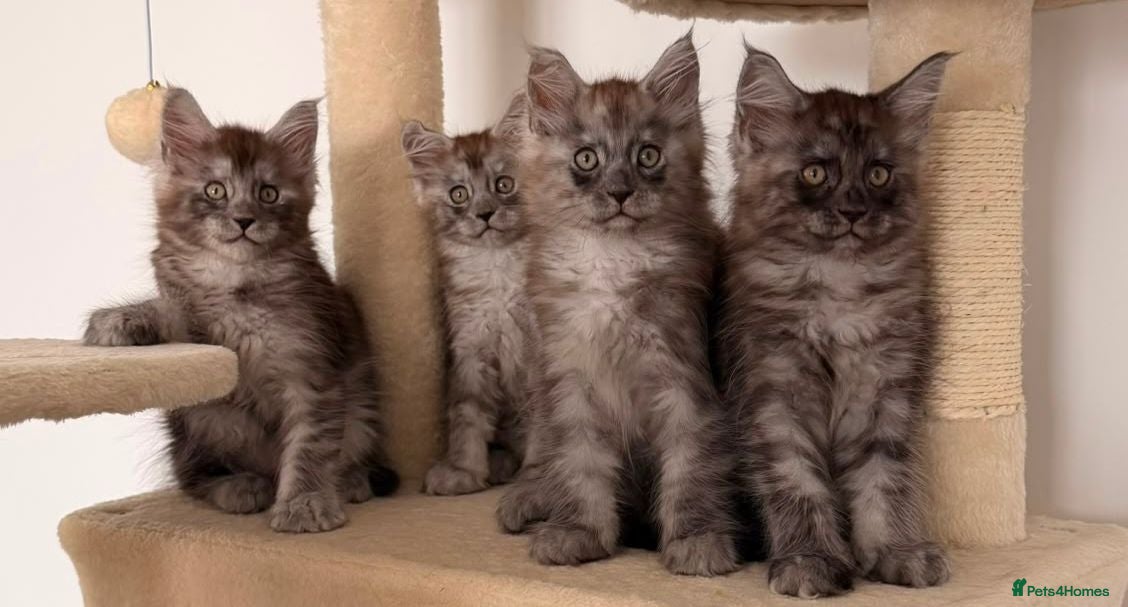 Maine Coon cats for sale: MaineCoon World Champion Bloodlines/London  - Advert 1