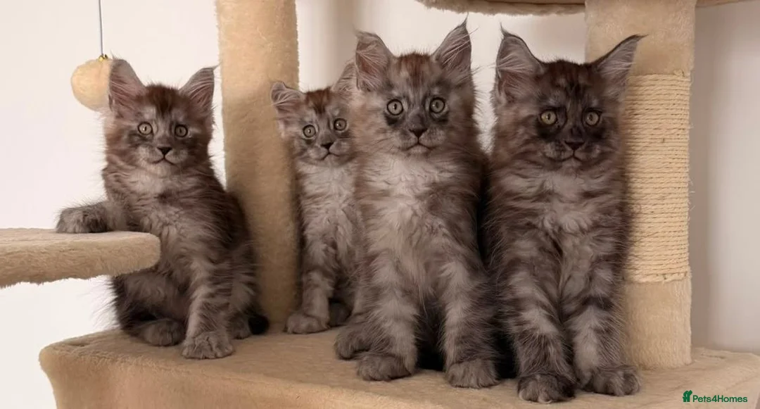 Maine Coon cats for sale: MaineCoon World Champion Bloodlines/London  - Advert 1