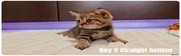 Scottish Fold cats for sale: 🐱 Scottish Fold & Scottish Straight Kittens - Advert 14